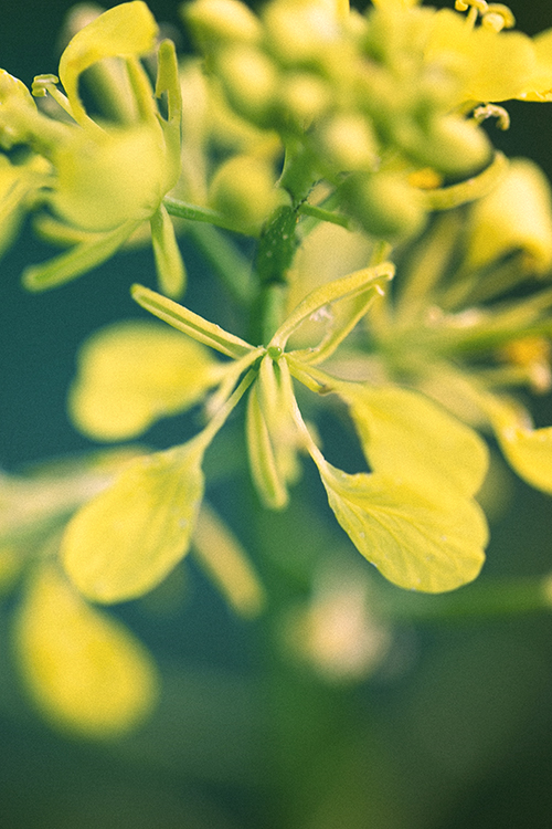 Tietoa ainesosista camelina 500px2