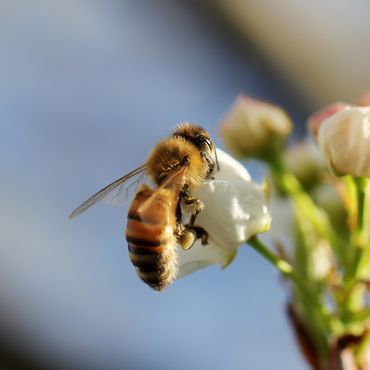 Hunajapajan tarina selective closeup shot of a honeybee collecting nectar on a white flower